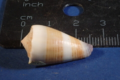 Conus sugillatus