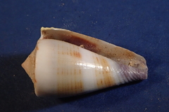 Conus sugillatus