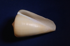 Conus quercinus