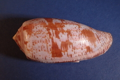 Conus tulipa