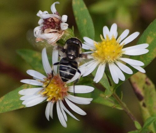 Unknown species found near Montgomery County, OH, USA