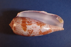 Conus tulipa