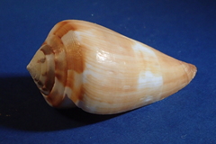 Conus vexillum