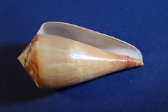 Conus vexillum