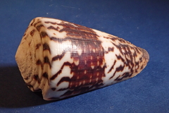 Conus vitulinus