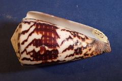 Conus vitulinus