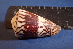 Conus vitulinus