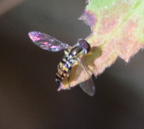 Unknown species found near Montgomery County, OH, USA