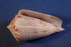 Conasprella perplexa