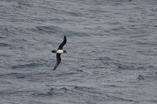 iNaturalist image
