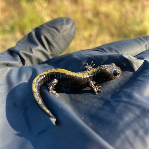 Long-toed Salamander