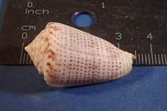 Conasprella perplexa