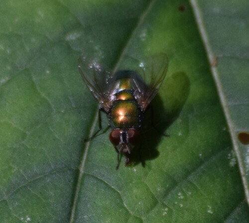 Unknown species found near Montgomery County, OH, USA