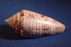 Conasprella ximenes