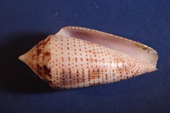 Conasprella ximenes