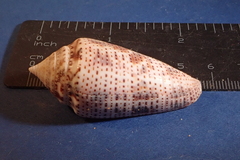 Conasprella ximenes