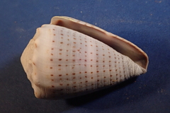 Conus abbreviatus