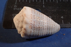 Conus abbreviatus