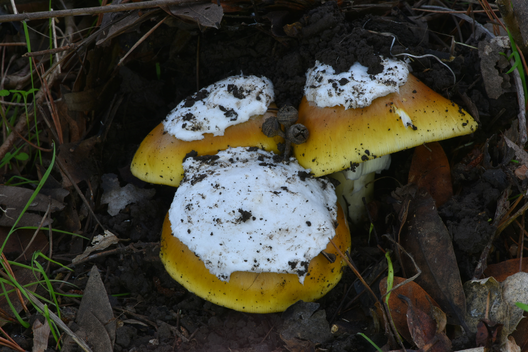 Amanita calyptroderma image