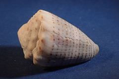 Conus abbreviatus