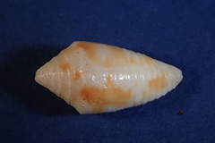 Conasprella jaspidea image