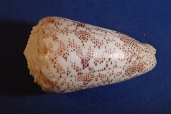 Conus arenatus image