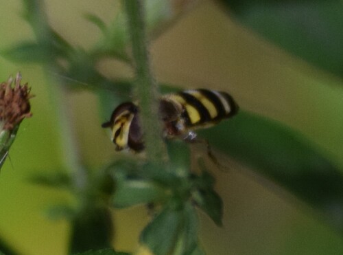 Unknown species found near Montgomery County, OH, USA