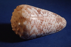 Conus arenatus