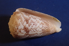 Conus arenatus