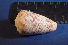 Conus arenatus