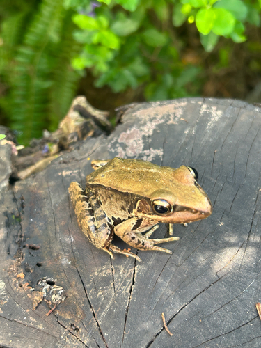Guenther's Frog