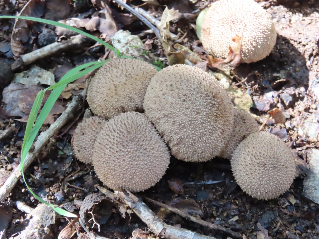 Lycoperdon perlatum · October 2025 · photo: © belvedere04 (iNaturalist, cc-by-nc)