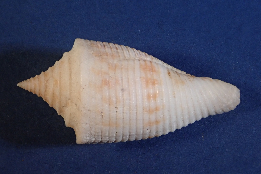 pagoda cone