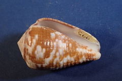 Conus catus