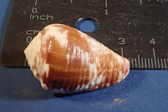 Conus catus