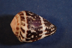 Conus chaldaeus image