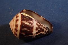Conus chaldaeus