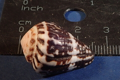Conus chaldaeus