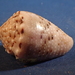 Conus coronatus - Photo (c) Donna Pomeroy,  זכויות יוצרים חלקיות (CC BY-NC), הועלה על ידי Donna Pomeroy