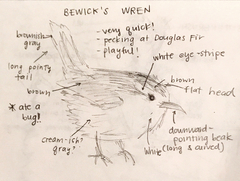 Thryomanes bewickii