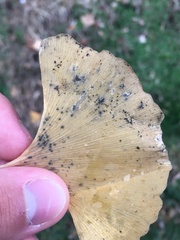 Bartheletia paradoxa