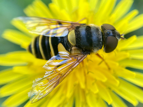 Unknown species found near Highland Park, Coralville, IA, US