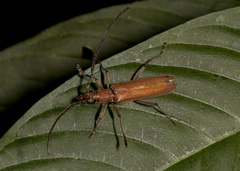 Aneflus pubescens