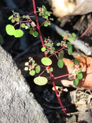 Euphorbia ocymoidea