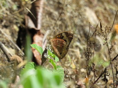 Junonia coenia coenia