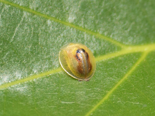 Coptocycla concolor