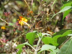 Junonia coenia coenia