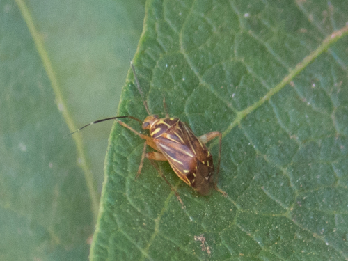 Taedia signata