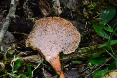 Pseudofistulina