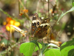Junonia coenia coenia